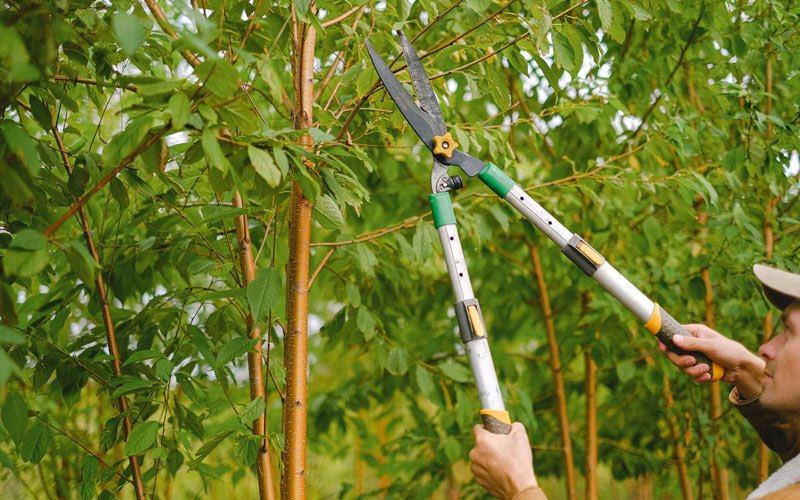 Tree trimming in Prattsville, NY